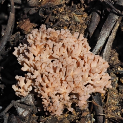 Ramaria sp. (A Coral fungus) at Cotter River, ACT - 22 May 2017 by KenT