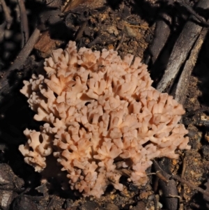 Ramaria sp. at Cotter River, ACT - 22 May 2017