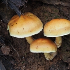 Hypholoma sp. at Cotter River, ACT - 25 May 2017 01:53 PM