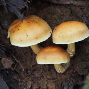 Hypholoma sp. at Cotter River, ACT - 25 May 2017 01:53 PM