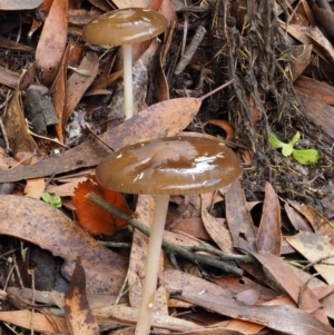 Oudemansiella gigaspora group at Tennent, ACT - 21 May 2017