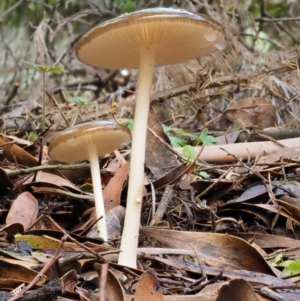 Oudemansiella gigaspora group at Tennent, ACT - 21 May 2017