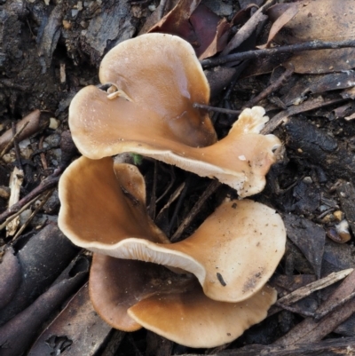 Pleurotus (Oyster Mushroom) at Namadgi National Park - 21 May 2017 by KenT