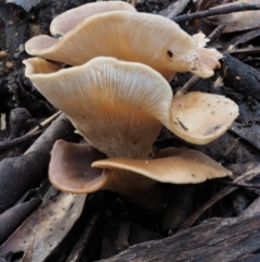 Pleurotus at Tennent, ACT - 21 May 2017