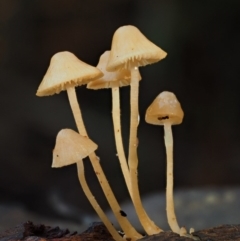 Mycena sp. (Mycena) at Cotter River, ACT - 24 May 2017 by KenT