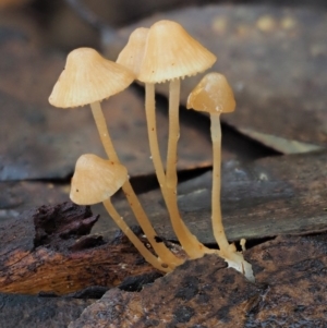 Mycena sp. at Cotter River, ACT - 25 May 2017