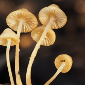 Mycena sp. at Cotter River, ACT - 25 May 2017