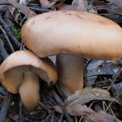 Tricholoma eucalypticum at Namadgi National Park - 22 May 2017 09:28 AM