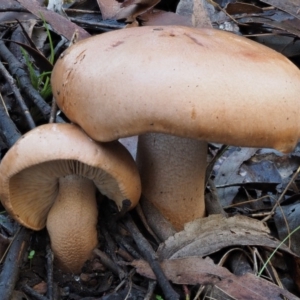 Tricholoma eucalypticum at Namadgi National Park - 22 May 2017 09:28 AM