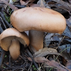 Tricholoma eucalypticum at Namadgi National Park - 22 May 2017 09:28 AM