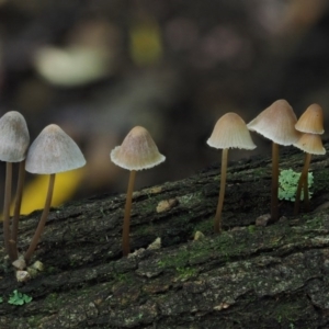 Mycena sp. at Cotter River, ACT - 22 May 2017