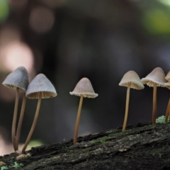 Mycena sp. at Cotter River, ACT - 22 May 2017