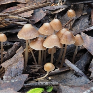 Mycena albidofusca at Tennent, ACT - 21 May 2017