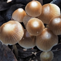 Mycena albidofusca at Tennent, ACT - 21 May 2017