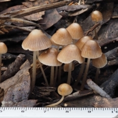 Mycena albidofusca at Tennent, ACT - 21 May 2017