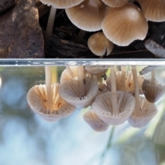 Mycena albidofusca at Tennent, ACT - 21 May 2017