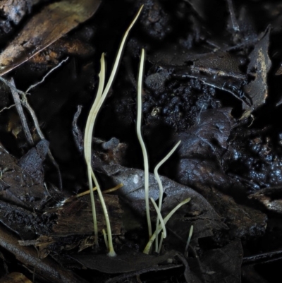 Macrotyphula juncea complex (Fairy Club) at Cotter River, ACT - 22 May 2017 by KenT