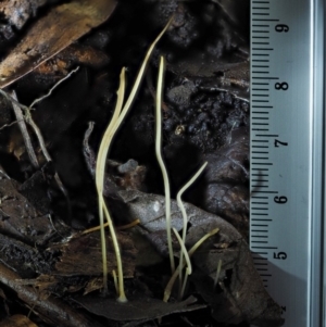 Macrotyphula juncea complex at Cotter River, ACT - 22 May 2017