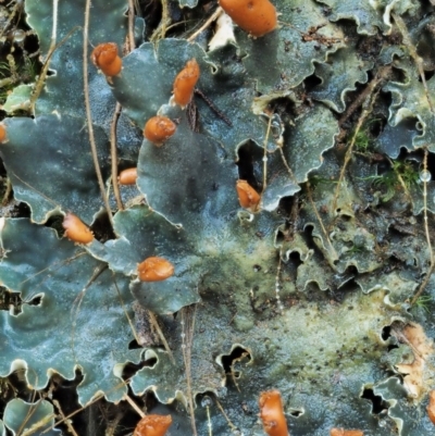 Peltigera (A foliose lichen) at Cotter River, ACT - 25 May 2017 by KenT