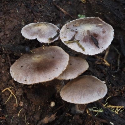 Inocybe sp. (Inocybe) at Cotter River, ACT - 22 May 2017 by KenT