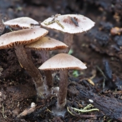 Inocybe sp. at Cotter River, ACT - 22 May 2017 11:16 AM