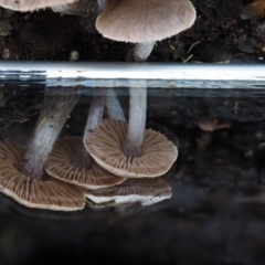 Inocybe sp. at Cotter River, ACT - 22 May 2017