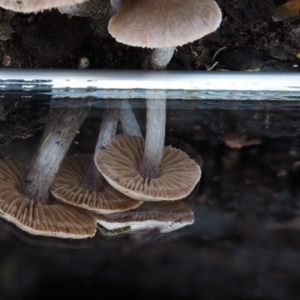 Inocybe sp. at Cotter River, ACT - 22 May 2017 11:16 AM