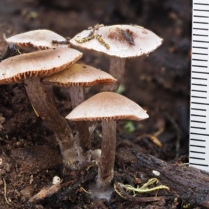 Inocybe sp. at Cotter River, ACT - 22 May 2017 11:16 AM