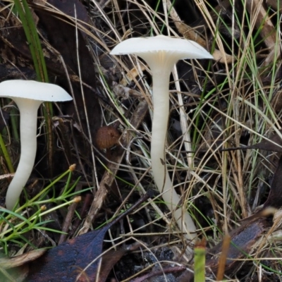 Hygrocybe sp. (gills white/cream) (Waxcaps) at Tennent, ACT - 21 May 2017 by KenT