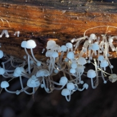 Hemimycena sp. at Cotter River, ACT - 24 May 2017 by KenT