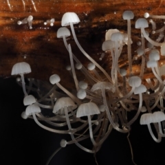 Hemimycena sp. at Cotter River, ACT - 25 May 2017