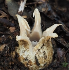 Geastrum lageniforme s.l. at Cotter River, ACT - 25 May 2017 by KenT