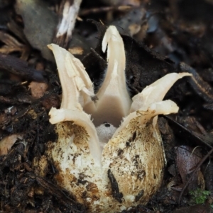 Geastrum lageniforme s.l. at Cotter River, ACT - 25 May 2017 09:30 AM