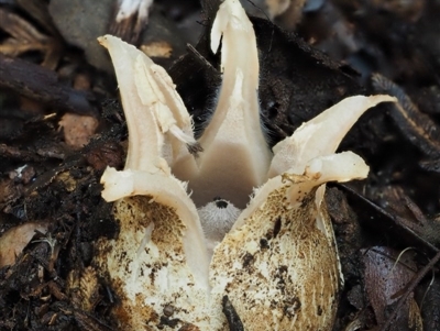 Geastrum lageniforme s.l. at Cotter River, ACT - 24 May 2017 by KenT