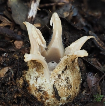 Geastrum lageniforme s.l. at Cotter River, ACT - 25 May 2017 by KenT