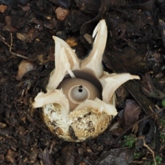 Geastrum lageniforme s.l. at Cotter River, ACT - 25 May 2017 09:30 AM