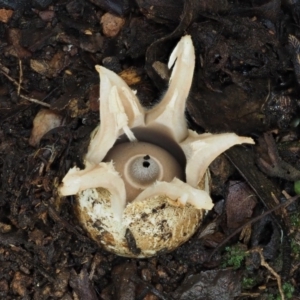 Geastrum lageniforme s.l. at Cotter River, ACT - 25 May 2017