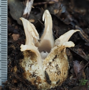 Geastrum lageniforme s.l. at Cotter River, ACT - 25 May 2017 09:30 AM