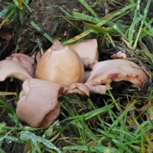 Geastrum sp. at Tennent, ACT - 21 May 2017 10:04 AM