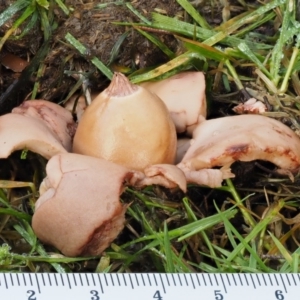 Geastrum sp. at Tennent, ACT - 21 May 2017 10:04 AM