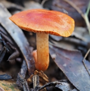 Dermocybe sp. at Cotter River, ACT - 22 May 2017