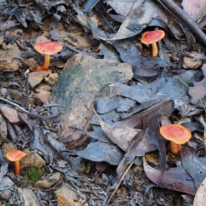 Dermocybe sp. at Cotter River, ACT - 22 May 2017