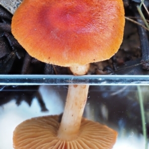 Dermocybe sp. at Cotter River, ACT - 22 May 2017