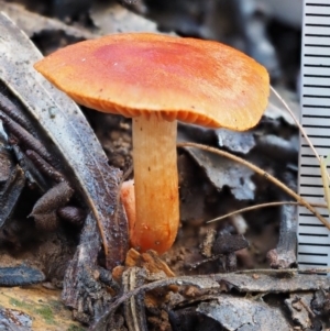 Dermocybe sp. at Cotter River, ACT - 22 May 2017