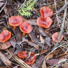 Dermocybe sp. at Tennent, ACT - 21 May 2017 01:04 PM