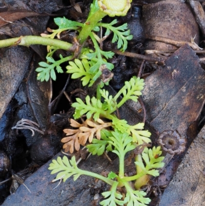 Leptinella filicula (Mountain Cotula) at Tennent, ACT - 21 May 2017 by KenT