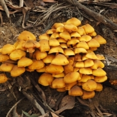 Armillaria luteobubalina (Australian Honey Fungus) at Tennent, ACT - 21 May 2017 by KenT