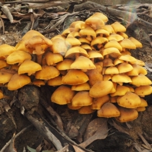 Armillaria luteobubalina at Tennent, ACT - 21 May 2017 12:25 PM