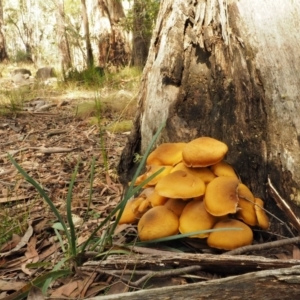 Armillaria luteobubalina at Tennent, ACT - 21 May 2017 12:25 PM