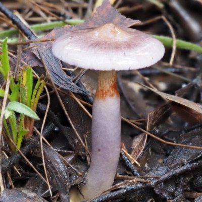 Cortinarius sp. (Cortinarius) at Tennent, ACT - 21 May 2017 by KenT